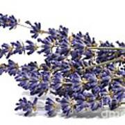 Dried Lavender Poster