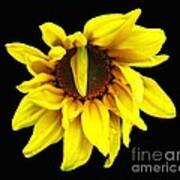 Droops Sunflower With Oil Painting Effect Poster