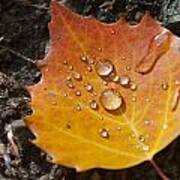 Droplets In Autumn Leaf Poster
