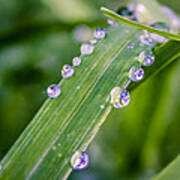 Drops On Grass Poster