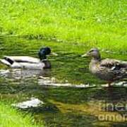 Duck Couple Poster