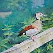 Duck On A Fence Poster
