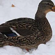 Duck Playing In The Snow Poster