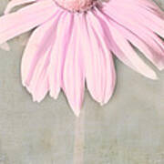 Dusky Pink Coneflower Poster