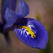 Dwarf Blue Harmony Iris Poster