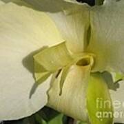 Dwarf Canna Lily Named Ermine Poster