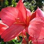 Dwarf Canna Lily Named Shining Pink Poster