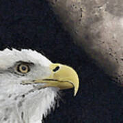 Eagle And Moon Painterly Poster