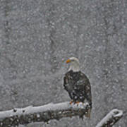 Eagle In Snow - 3 Poster