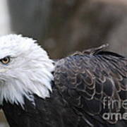 Eagle With Ruffled Feathers Poster