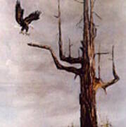 Eagle with Snag Poster