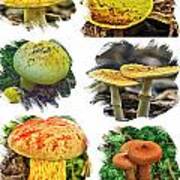 Early August Fungi On Cape Cod Poster