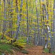 Early Autumn Mountain Forest Bulgaria Poster