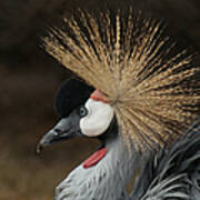 East African Crowned Crane 2 Painterly Poster