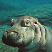 East African River Hippopotamus Baby Poster