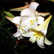 Easter Lilies Poster