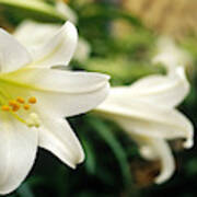 Easter Lily Poster