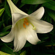 Easter Lily Lilium Longiflorum Poster