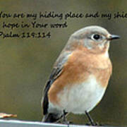 Eastern Blue Bird With Psalms 119 114 Poster