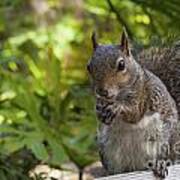 Eastern Gray Squirrel-2 Poster