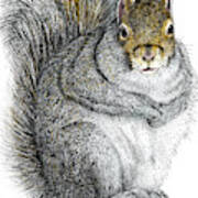 Eastern Gray Squirrel Poster