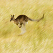 Eastern Grey Kangaroo Hopping Poster