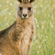 Eastern Grey Kangaroo Juvenile Mount Poster