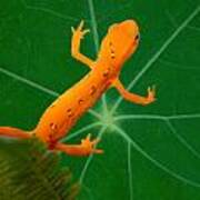 Eastern Newt On Leaf Poster