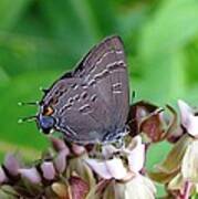 Eastern Tailed Blue Butterfly Poster