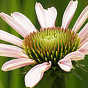 Echinacea Flower Unfolds Closeup Poster