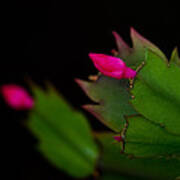 Echoing Christmas Cactus Buds Poster