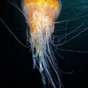 Egg-yolk Jellyfish Poster