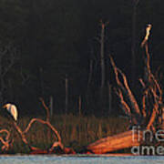 Egret And Osprey Sunrise Poster