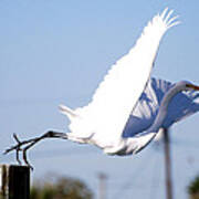Egret In Flight Poster