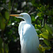 Egret Of Sanibel 9 Poster