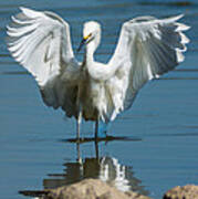 Egret Sermon On The Rock Poster