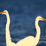 Great Egret Impressions #1 Poster
