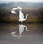 Egrets In The Fog Poster