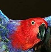 Electric Eclectus Poster