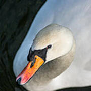 Elegant Swan Poster
