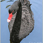 Black Swan #2 Poster