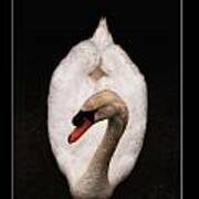 Elegant Swan Poster