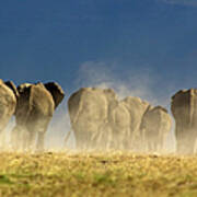 Elephant Herd Poster