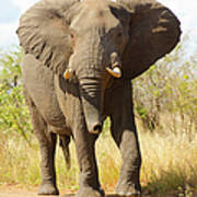 Elephant Walking - South Africa Poster