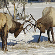 Elk Bulls Fighting Yellowstone Poster