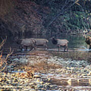 Elk Crossing The Buffalo River Poster