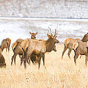 Elk Herd On The Rocky Mountain Foothills Plains 2 Poster