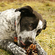 Ellie Vs. The Pine Cone Poster