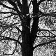 Elm In Black And White Poster