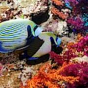 Emperor Angelfish On A Reef Poster